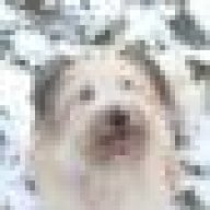 sherrhund