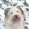 sherrhund