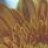gesa-