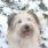 sherrhund
